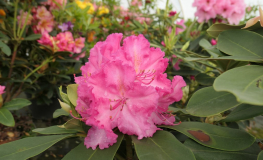 Anastasia - Рододендрон гибридный - Anastasia - Rhododendron hybridum ; Rhododendron 'Hachmann's Anastasia'