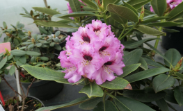 Caramba - Рододендрон гибридный - Caramba - Rhododendron hybrium