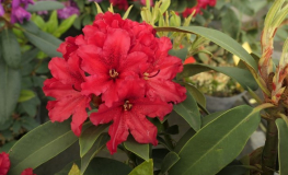 Taragona - różanecznik wielkokwiatowy - Taragona - Rhododendron hybridum