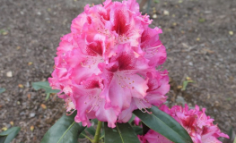 Hachmari MARIANKA - Rhododendron - Hachmari MARIANKA - Rhododendron