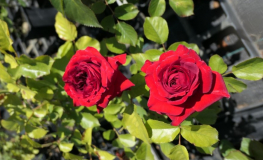 Anna - róża wielokwiatowa - Rose Anna