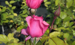 Bel Ange - róża wielkokwiatowa - Rosa Bel Ange