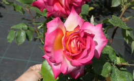 Desse - Großblütige Rose - Rose - Dessa