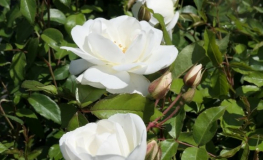 Iceberg - Climbing Rose - Rosa Iceberg