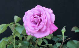 Lila Wunder - Parkrose - Rose Lila Wunder