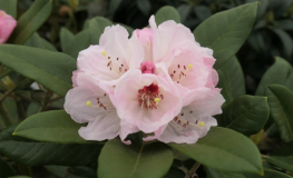 Märchenlaub - Rhododendron yakushimanum - Märchenlaub - Rhododendron yakushimanum