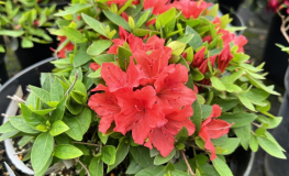 Evita - Japanese azalea - Evita - Rhododendron