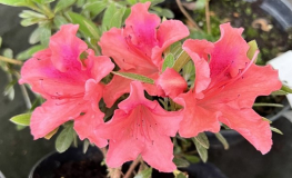 Late Love - Japanese azalea - Late Love - Rhododendron
