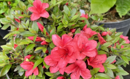 Marilee - Japanese azalea - Marile - Rhododendron