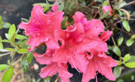 Michael Hill - Japanese azalea - Michael Hill - Rhododendron