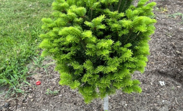 Abies koreana 'Tundra' - jodła koreańska - Abies koreana 'Tundra'