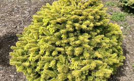 Abies nordmanniana 'Golden Spreader' - Пихта Нордманна - Abies nordmanniana 'Golden Spreader'