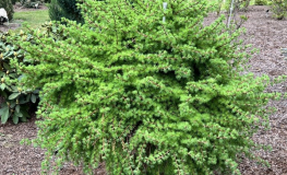 Larix laricina 'Steuben'- tamarack, hackmatack, eastern larch, black larch - Larix laricina 'Steuben'