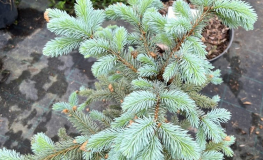 Picea pungens 'Schovenhorst' - Stech-Fichte ; Blaufichte - Picea pungens 'Schovenhorst'