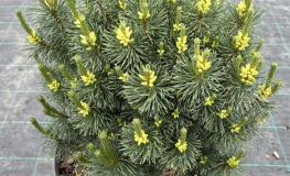 Pinus mugo 'Wawel' - kosodrzewina - Pinus mugo 'Wawel'