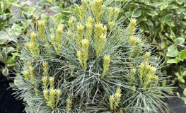 Pinus strobus 'Sea Urchin' - sosna wejmutka - Pinus strobus 'Sea Urchin'