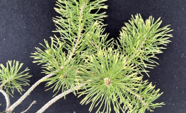 Pinus sylvestris 'Bialogon' - sosna zwyczajna - Pinus sylvestris 'Bialogon'