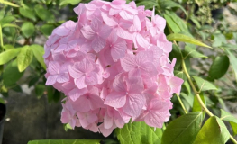 Hydrangea macrophylla 'Maja' PBR - Bigleaf hydrangea - Hydrangea macrophylla 'Maja' PBR