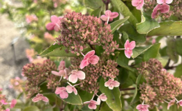 Hydrangea paniculata 'PIIHPI' BABY LACE PBR- Rispenhortensie - Hydrangea paniculata 'PIIHPI' BABY LACE PBR