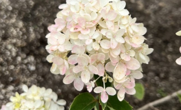 Hydrangea paniculata 'Bombshell' PBR - Rispenhortensie - Hydrangea paniculata 'Bombshell' PBR