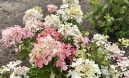 Hydrangea paniculata 'Rendia' DIAMANT ROUGE PBR - hortensja bukietowa - Hydrangea paniculata 'Rendia' DIAMANT ROUGE PBR