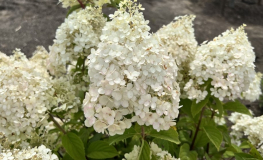 Hydrangea paniculata 'Ren101' DIAMANTINO PBR - Panicle hydrangea - Hydrangea paniculata 'Ren101' DIAMANTINO PBR