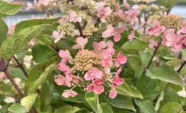 Hydrangea paniculata 'HP0PR018' EARLY HARRY PBR - hortensja bukietowa - Hydrangea paniculata 'HP0PR018' EARLY HARRY PBR