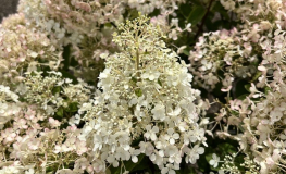 Hydrangea paniculata 'Little Alf' - Rispenhortensie - Hydrangea paniculata 'Little Alf'