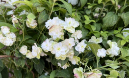 Hydrangea serrata 'HSOPR014' WHITE ON WHITE PBR - hortensja piłkowana - Hydrangea serrata 'HSOPR014' WHITE ON WHITE PBR