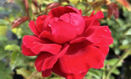 Musimara - Climbing Rose - Rosa - Musimara