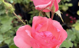 Queen Elizabeth - Großblütige Rose - Rosa Queen Elizabeth