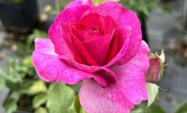 Violette Perfume - Climbing Rose - Rosa - Violette Perfume