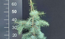 Abies concolor 'Blue Cloak' - Пихта одноцветная - Abies concolor 'Blue Cloak'