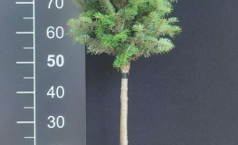 Abies koreana 'Tajga' - Пихта корейская - Abies koreana 'Tajga'