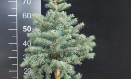 Abies lasiocarpa 'Argentea' - jodła górska - Abies lasiocarpa 'Argentea'