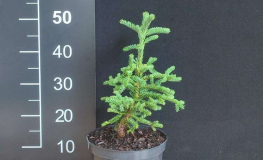 Abies procera 'Rat Tail' - jodła szlachetna - Abies procera 'Rat Tail' -