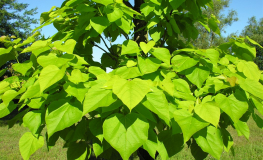 Catalpa bignonioides 'Aurea' - surmia bignoniowa - Catalpa bignonioides 'Aurea'