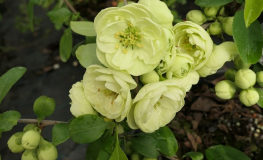 Chaenomeles speciosa 'Kinshiden' - Flowering quince - Chaenomeles speciosa 'Kinshiden'