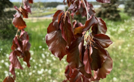 Fagus sylvatica 'Haaren' - Gemeine Buche ; Rot-Buche - Fagus sylvatica 'Haaren'