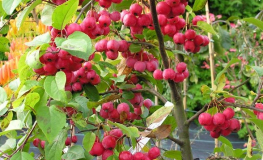 Malus 'Red Sentinel' - Zierapfel - Malus 'Red Sentinel'