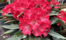 Kranenball - Рододендрон гибридный - Kranenball - Rhododendron hybridum