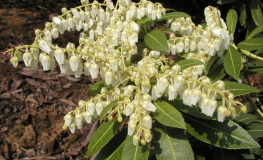 Pieris japonica 'Cavatine' - Japanese Pieris - Pieris japonica 'Cavatine'