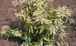 Pieris japonica 'Dorothy Wyckoff' - Pieris japonica 'Dorothy Wyckoff'