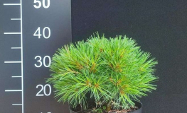 Pinus strobus 'Greg' - Сосна́ ве́ймутова; бе́лая восто́чная - Pinus strobus 'Greg'