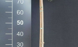 Pinus mugo 'Krauskopf' - kosodrzewina - Pinus mugo 'Krauskopf'