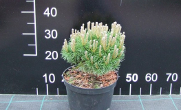 Pinus mugo 'Litomysl' - Bergkiefer - Pinus mugo 'Litomysl' -