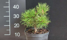 Pinus mugo 'Sunshine' - Mountain pine - Pinus mugo 'Sunshine'