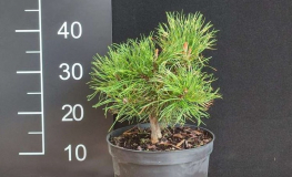 Pinus mugo 'Sunshine' - Cосна горная - Pinus mugo 'Sunshine'