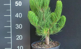 Pinus nigra 'Oregon Green' - sosna czarna - Pinus nigra 'Oregon Green'