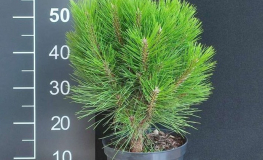 Pinus nigra 'Rondello' - sosna czarna - Pinus nigra 'Rondello'